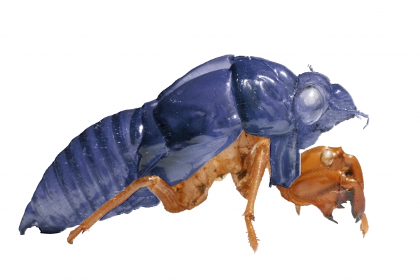 Creation of love bug: Step 3